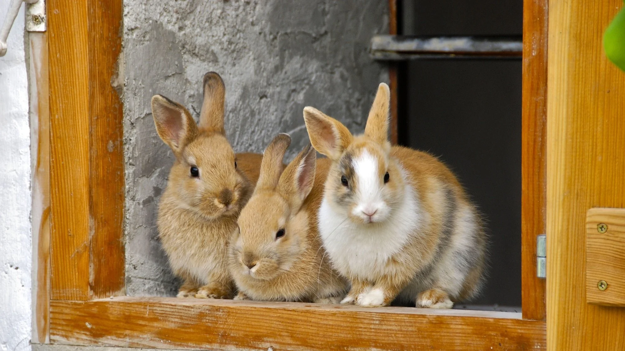 Frozen treats for sales rabbits